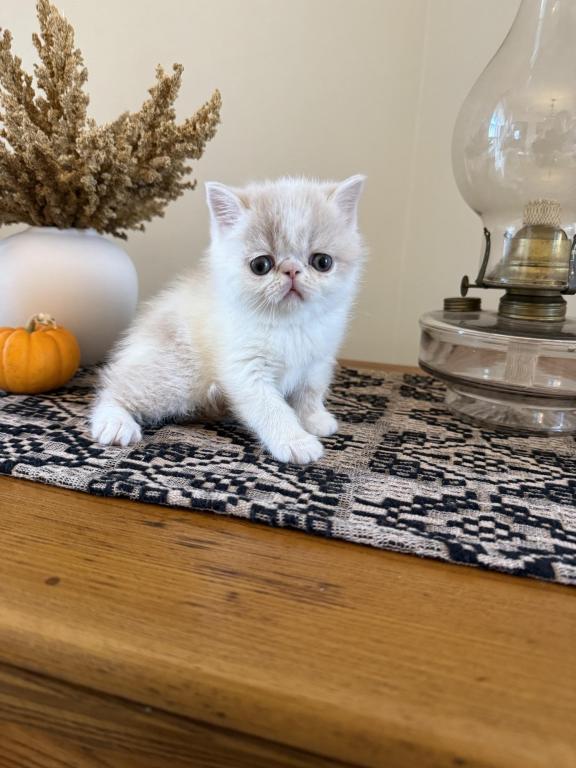 ESH Kittens photo 10