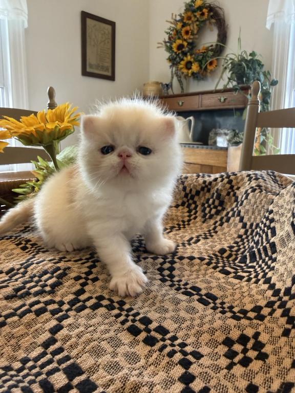 ESH Kittens photo 15
