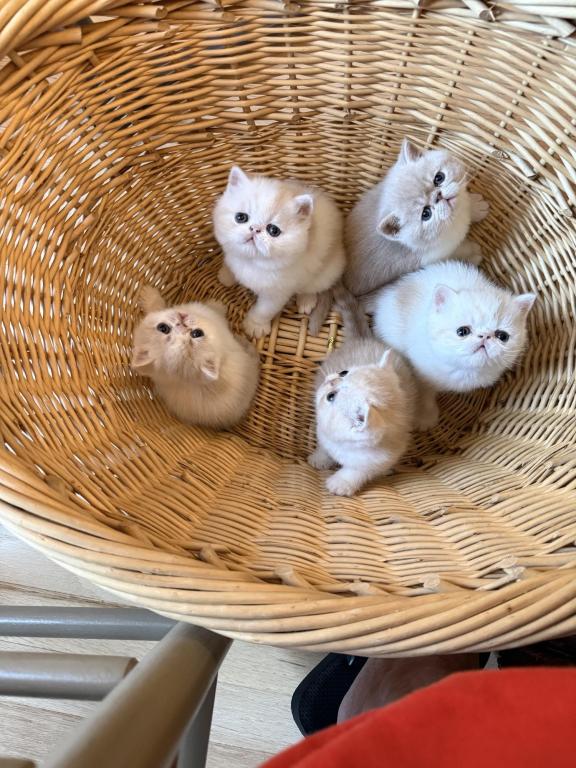 ESH Kittens photo 17