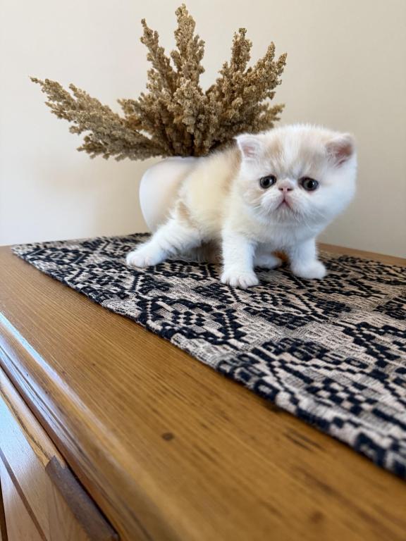 ESH Kittens photo 2