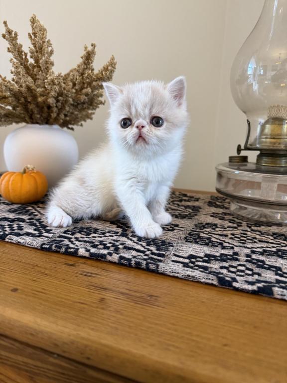 ESH Kittens photo 12