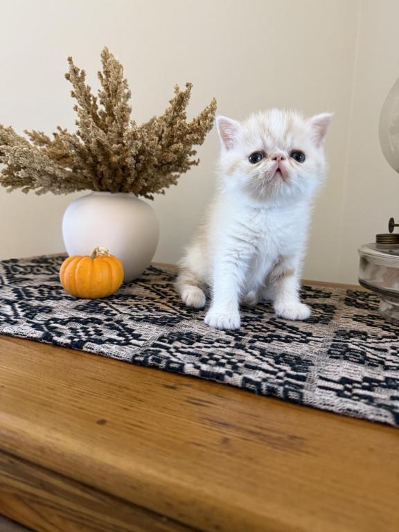 ESH Kittens photo 5