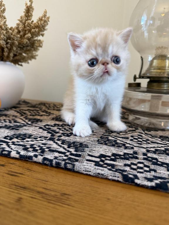 ESH Kittens photo 7