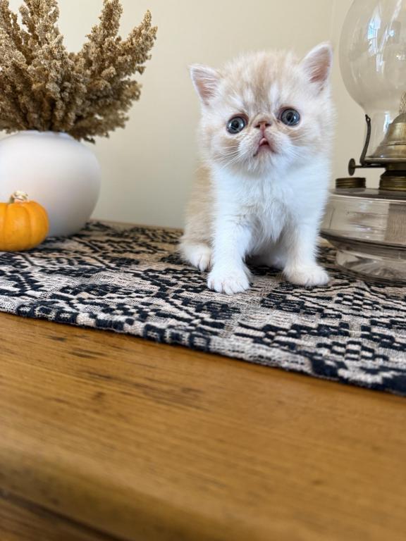 ESH Kittens photo 9
