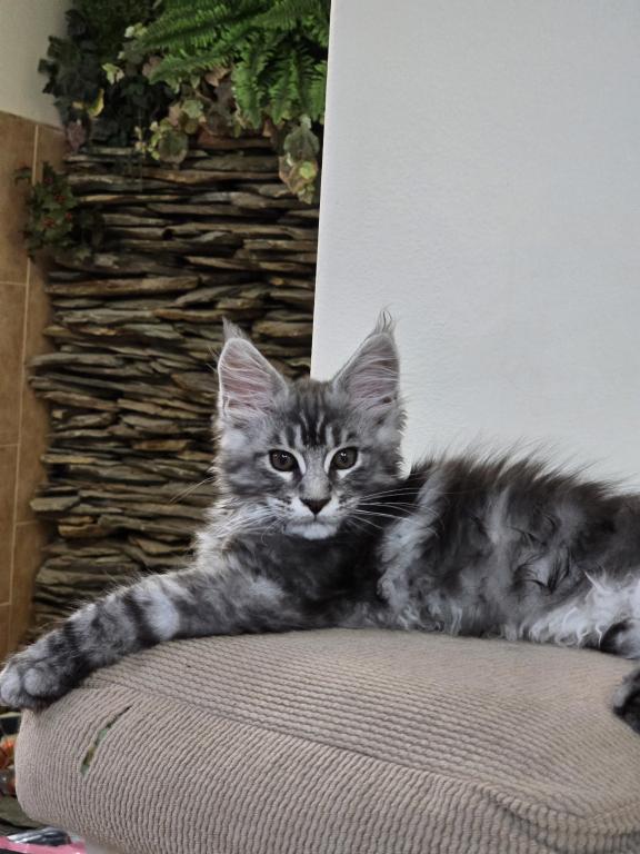 Maine Coon Male photo 2