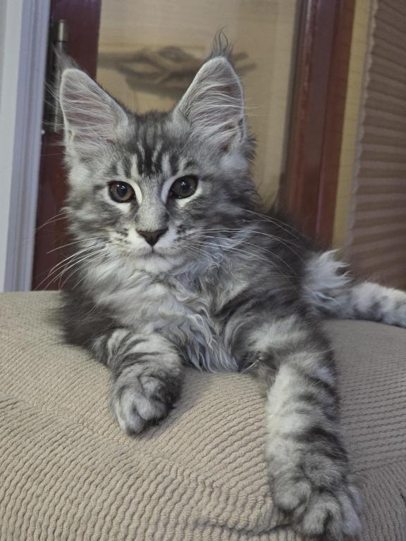 Maine Coon Male photo 5