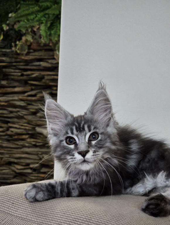Maine Coon Male photo 7