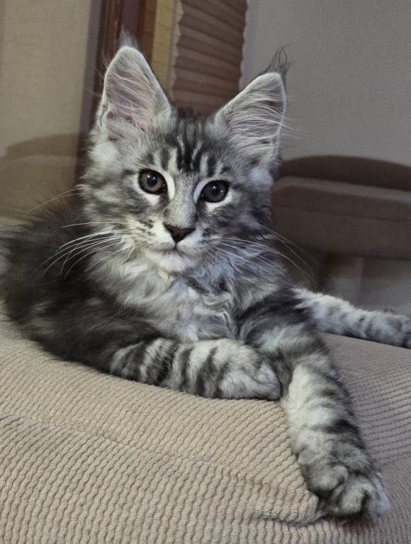 Maine Coon Male photo 4