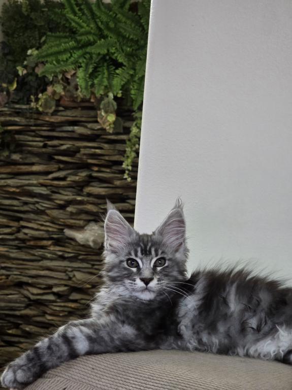 Maine Coon Male photo 6