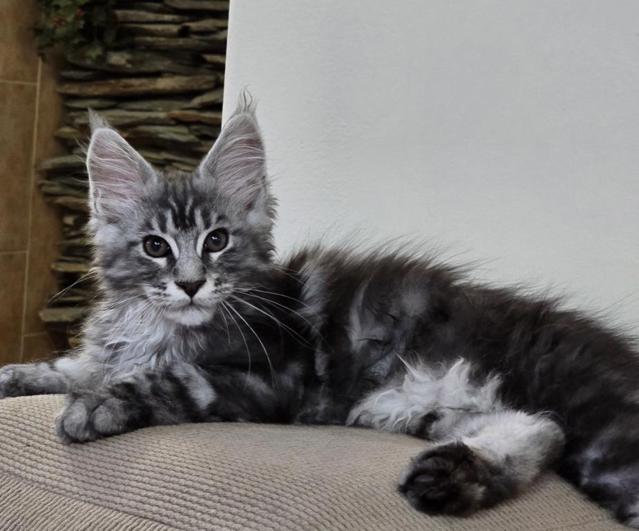Maine Coon Male photo 1