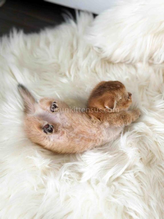 HTX Mini Arisha Golden Scottishkilt Munchkin Fold photo 14