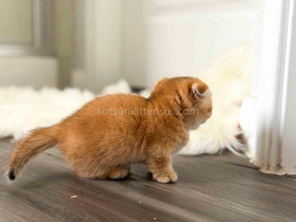 HTX Mini Arisha Golden Scottishkilt Munchkin Fold photo 50