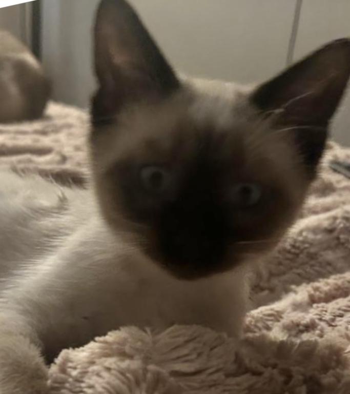 Male Siamese Seal Point Kitten photo 1