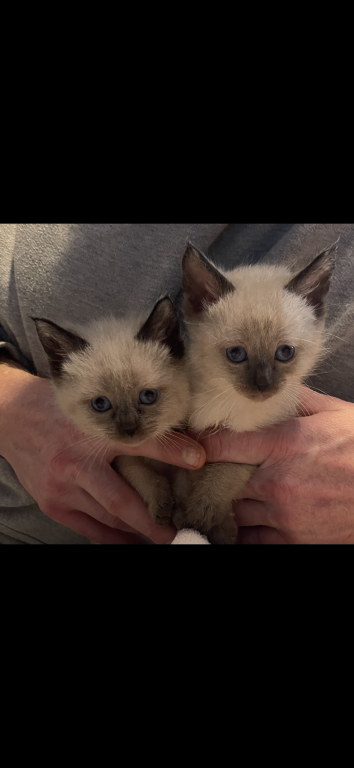 Male Siamese Seal Point Kitten photo 3