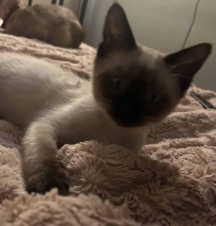 Male Siamese Seal Point Kitten photo 2