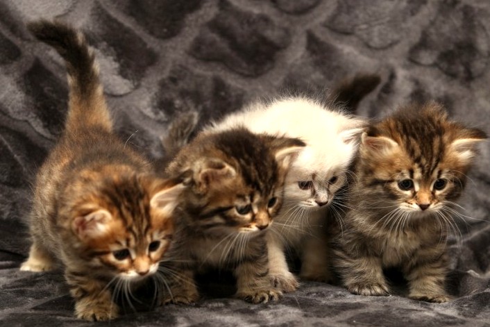 New Litter Of Romanov Dynasty photo 5