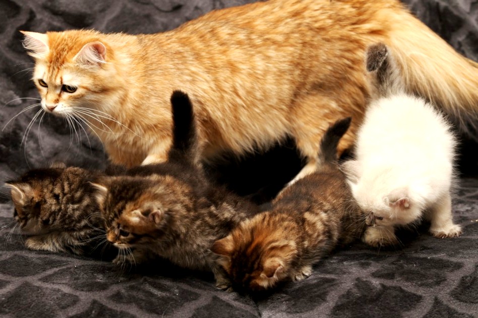 New Litter Of Romanov Dynasty photo 2