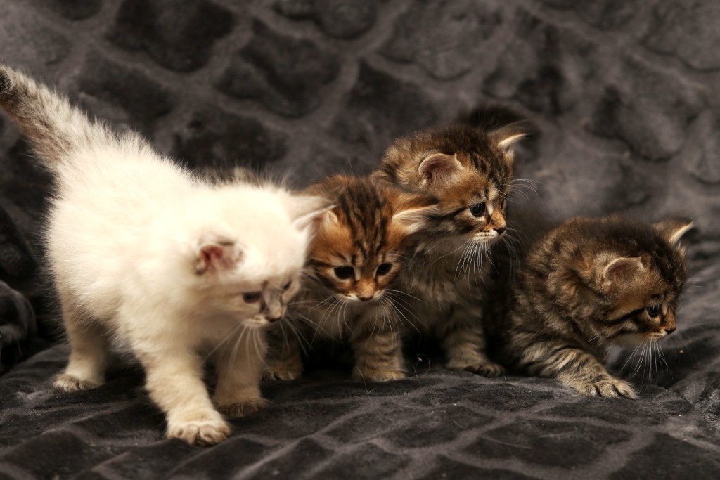 New Litter Of Romanov Dynasty photo 1