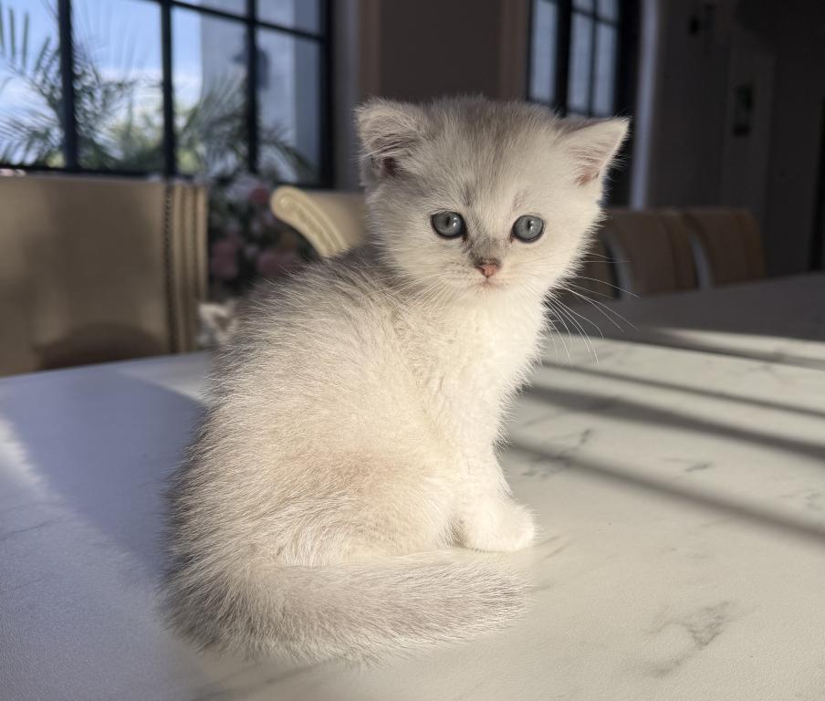 British Shorthair Silver Chinchilla Male photo 1