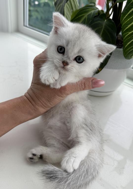 British Shorthair Silver Chinchilla Male photo 4