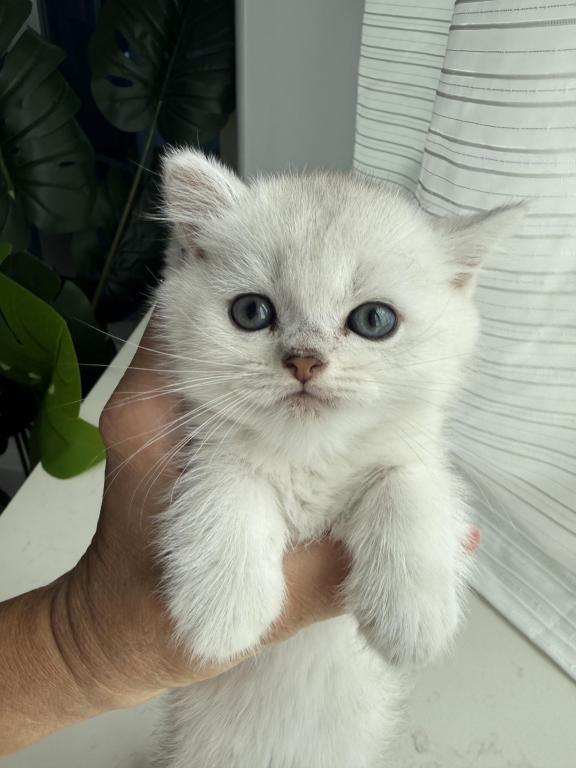 British Shorthair Silver Chinchilla Male photo 5