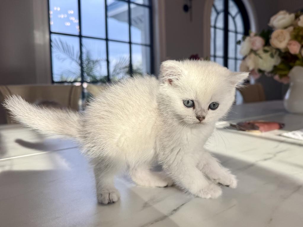 British Shorthair Silver Chinchilla Male photo 3