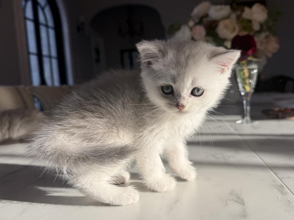British Shorthair Silver Chinchilla Male photo 2