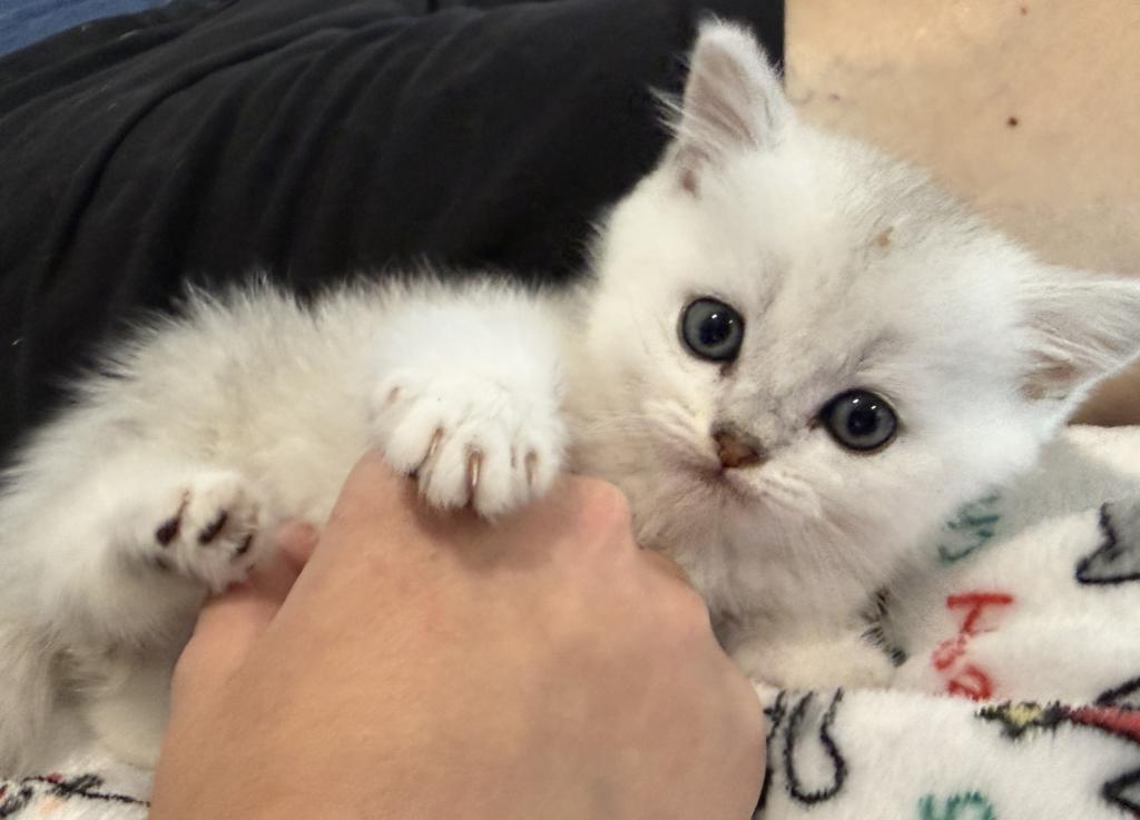 British Shorthair Silver Chinchilla Male photo 6