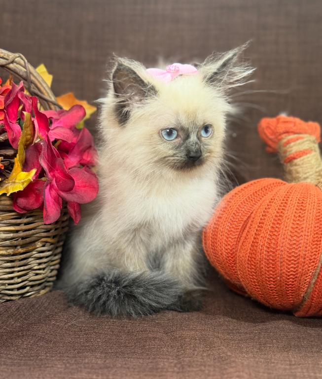 Ragdoll photo 12