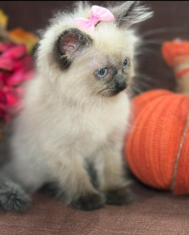 Ragdoll photo 13