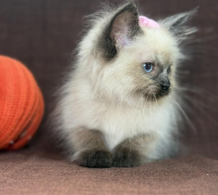 Ragdoll