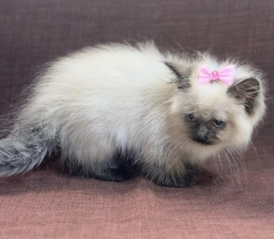 Ragdoll photo 4