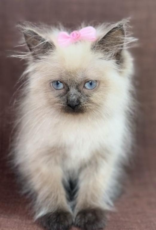 Ragdoll photo 10