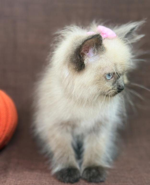 Ragdoll photo 6