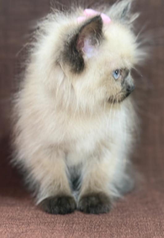 Ragdoll photo 9