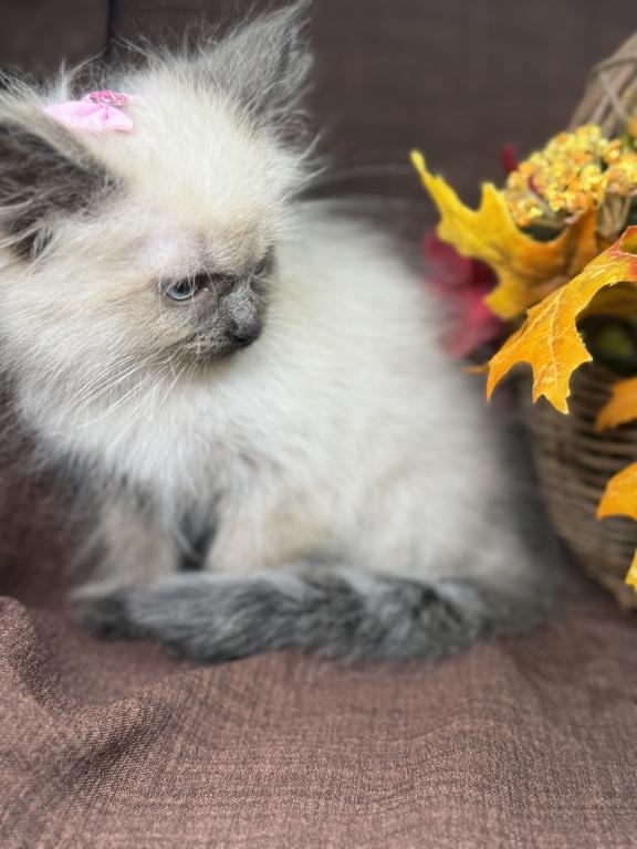 Ragdoll photo 2