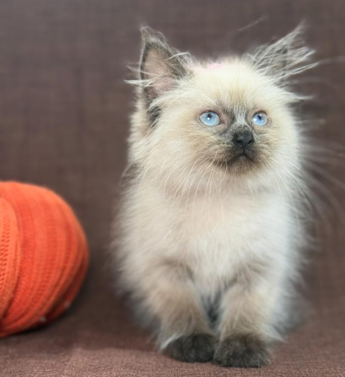 Ragdoll photo 7