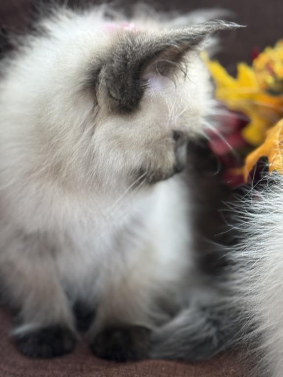 Ragdoll photo 3