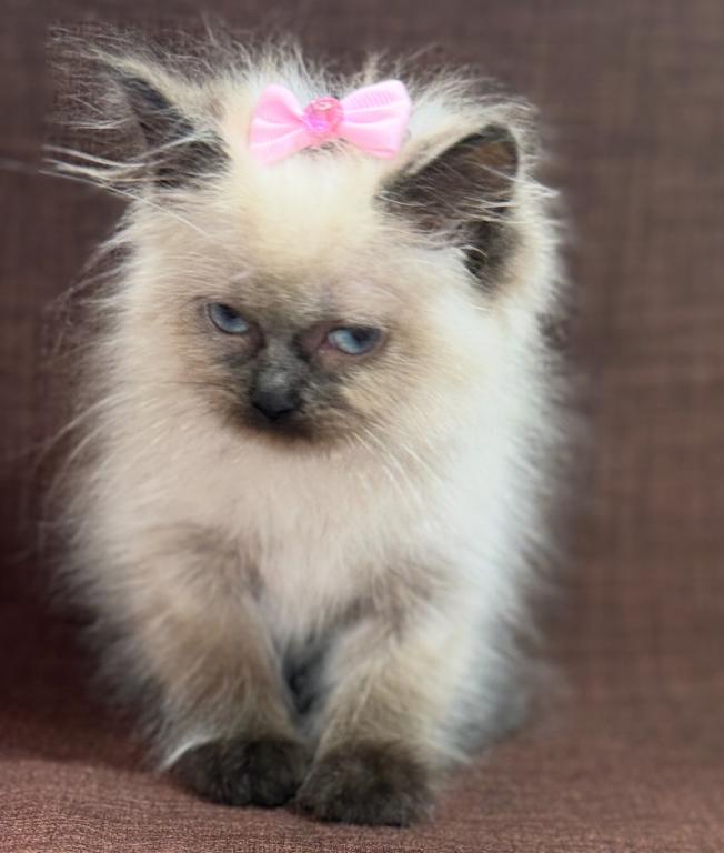 Ragdoll photo 5