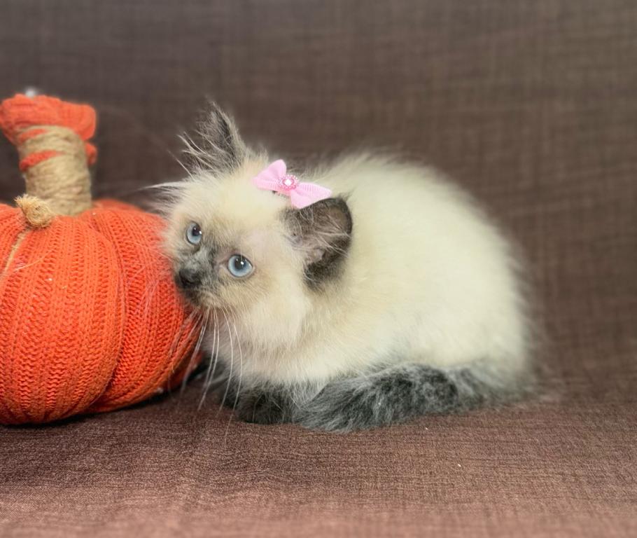 Ragdoll photo 11