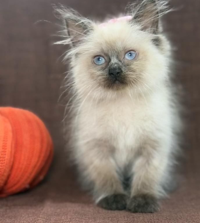 Ragdoll photo 8