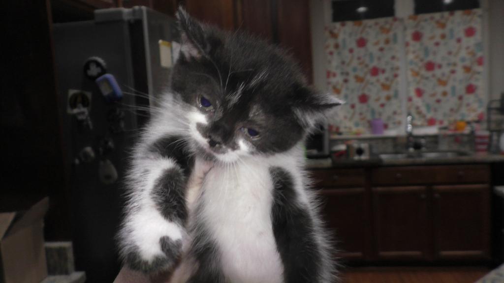 Gordon photo 1