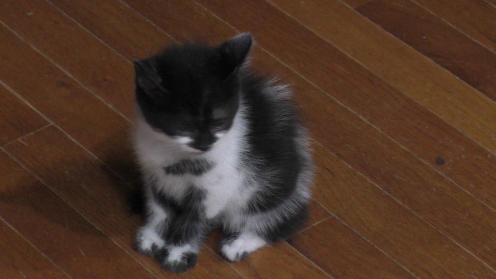 Gordon photo 2