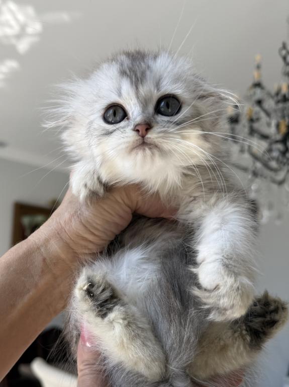 Scottish Fold Silver Chinchilla Female photo 3