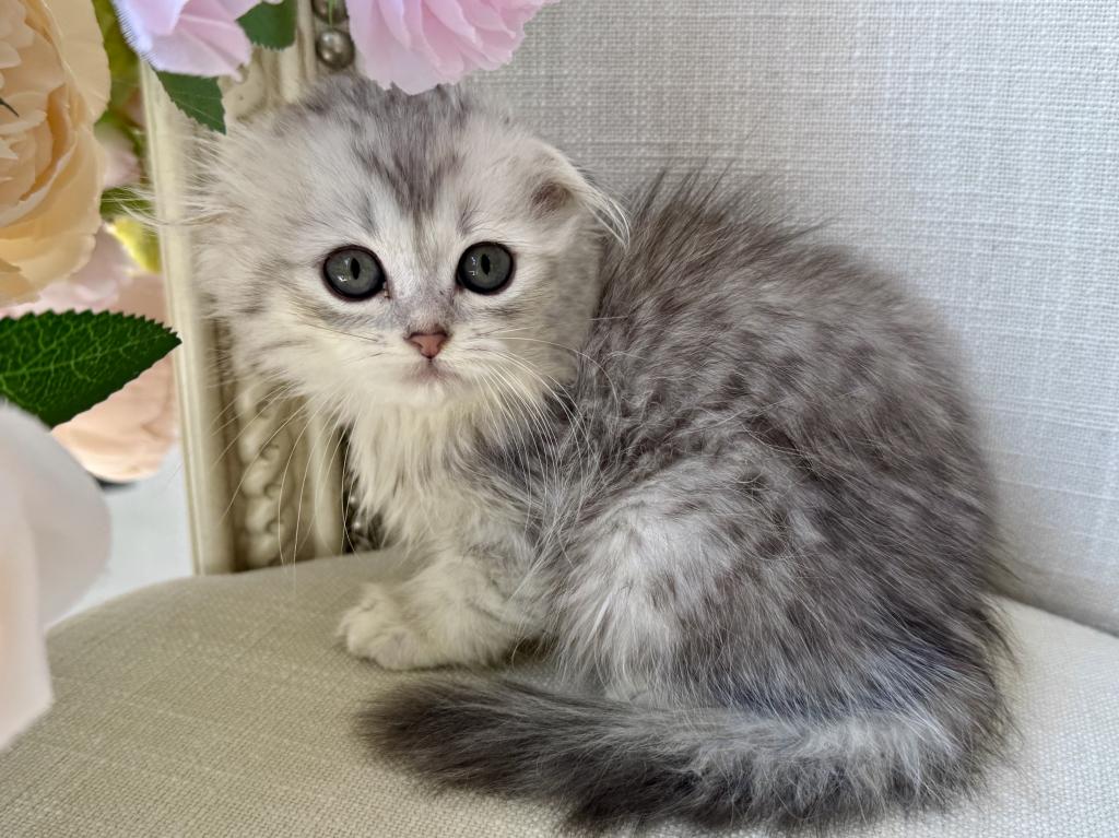 Scottish Fold Silver Chinchilla Female photo 5