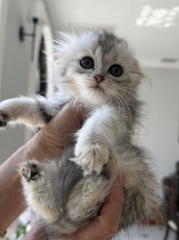 Scottish Fold Silver Chinchilla Female photo 6