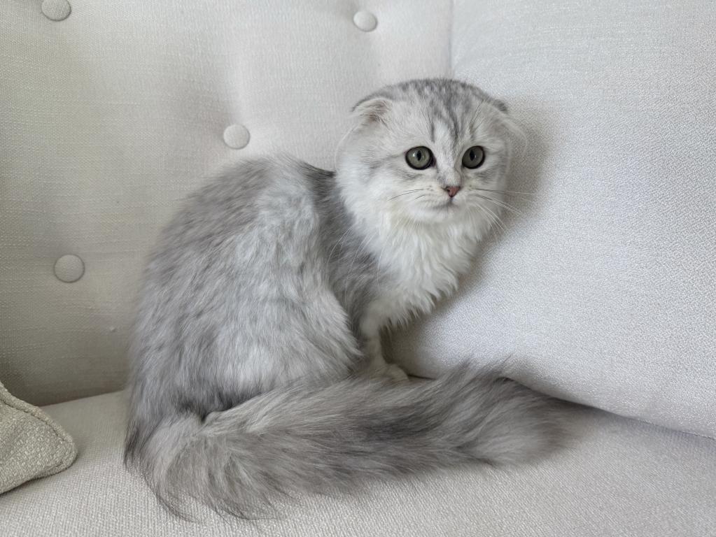 Scottish Fold Silver Chinchilla Female photo 1