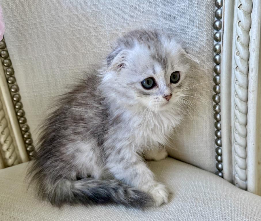 Scottish Fold Silver Chinchilla Female photo 4