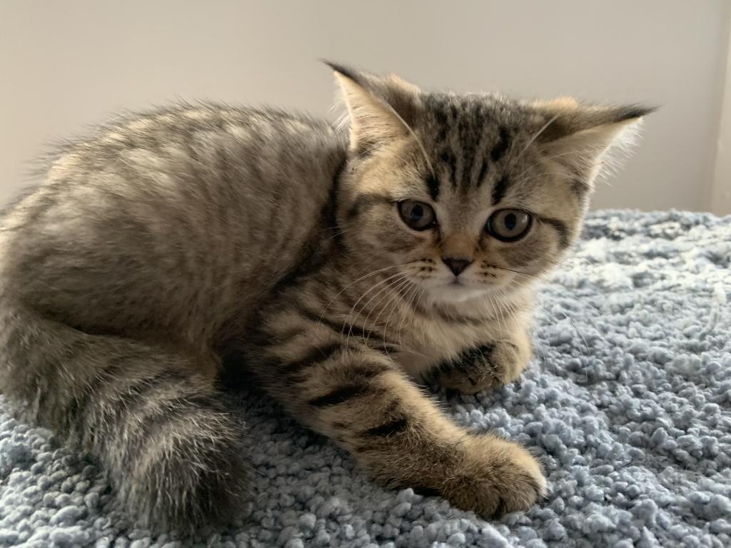 Milo photo 8