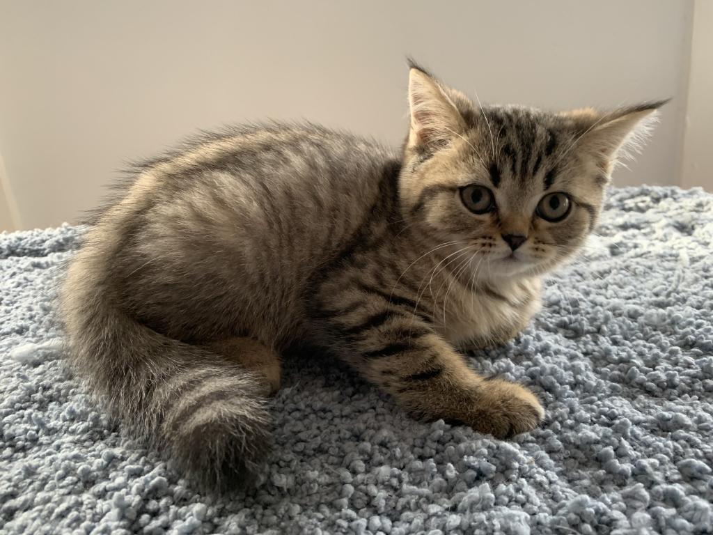 Milo photo 1